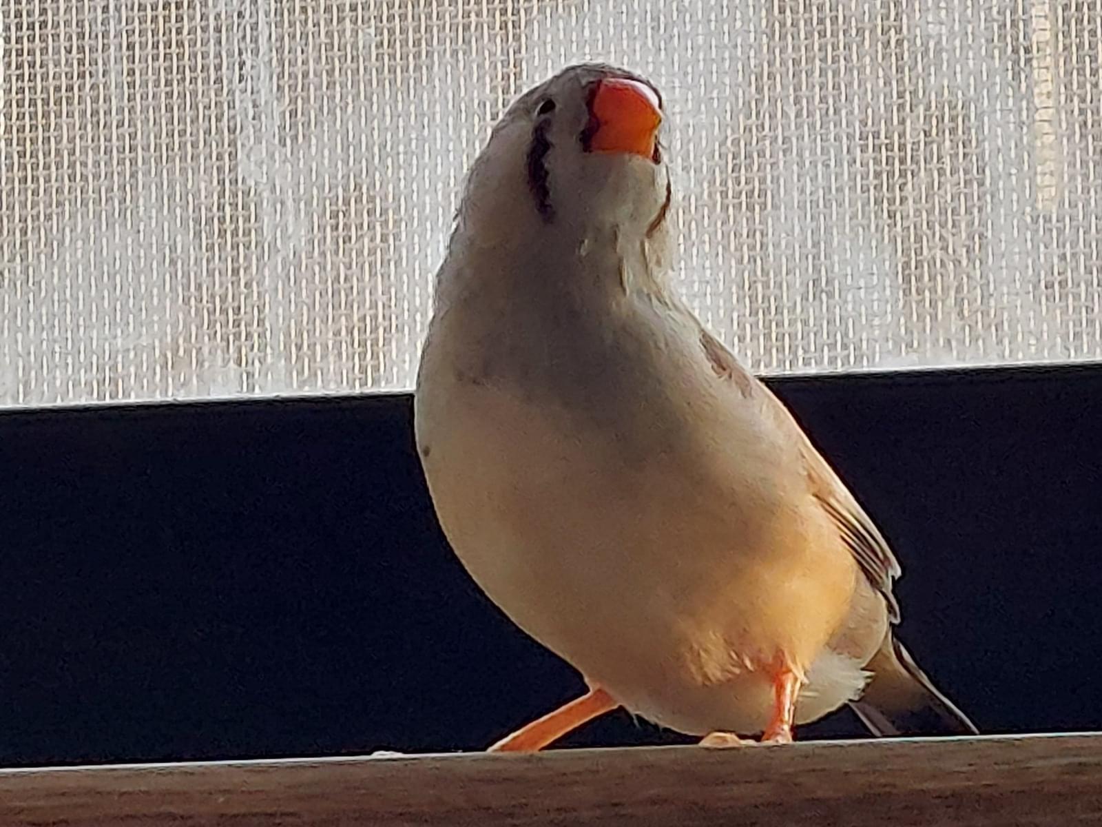 きなこちゃん きなこちゃん