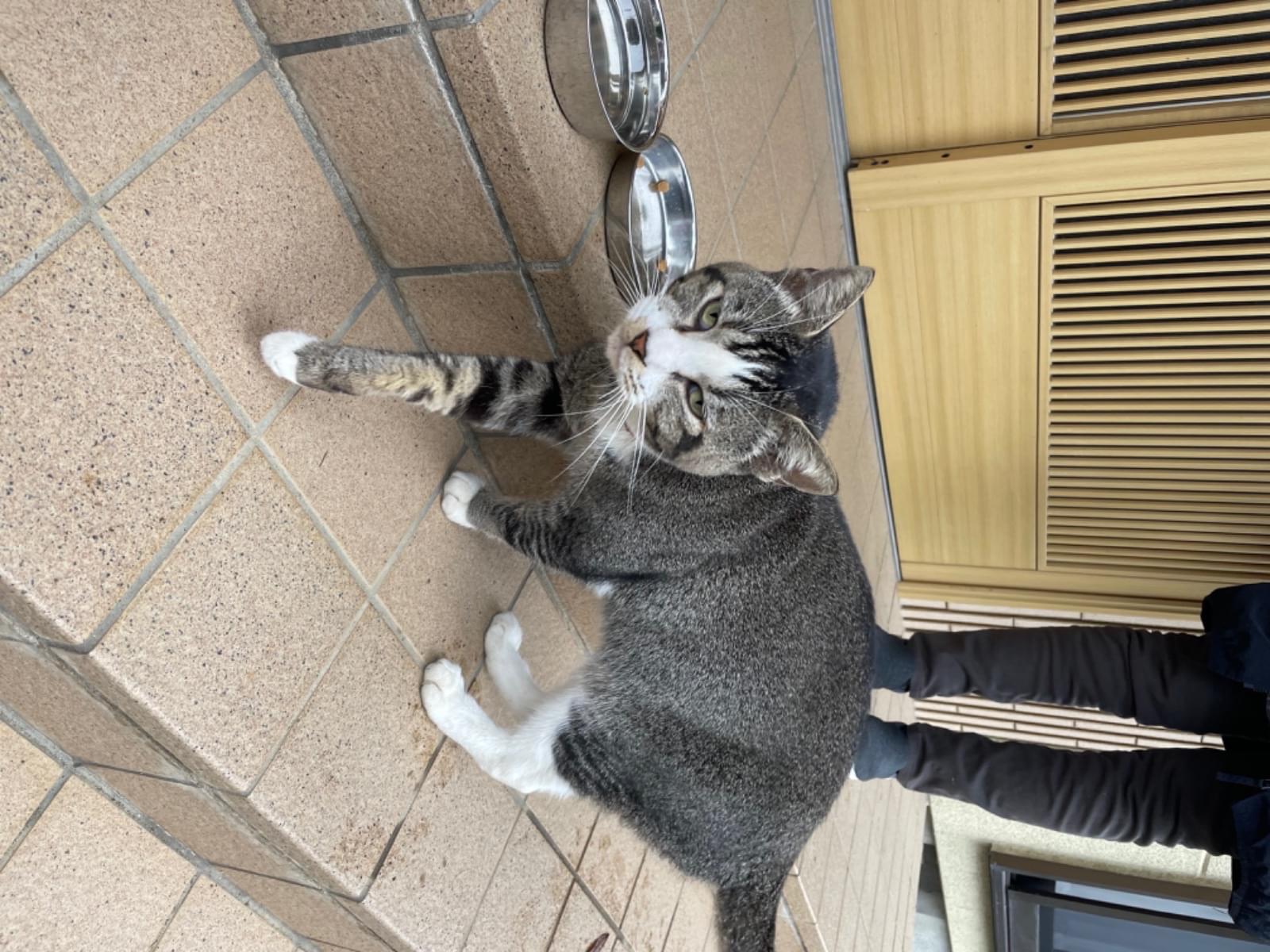 保護された猫 保護された猫