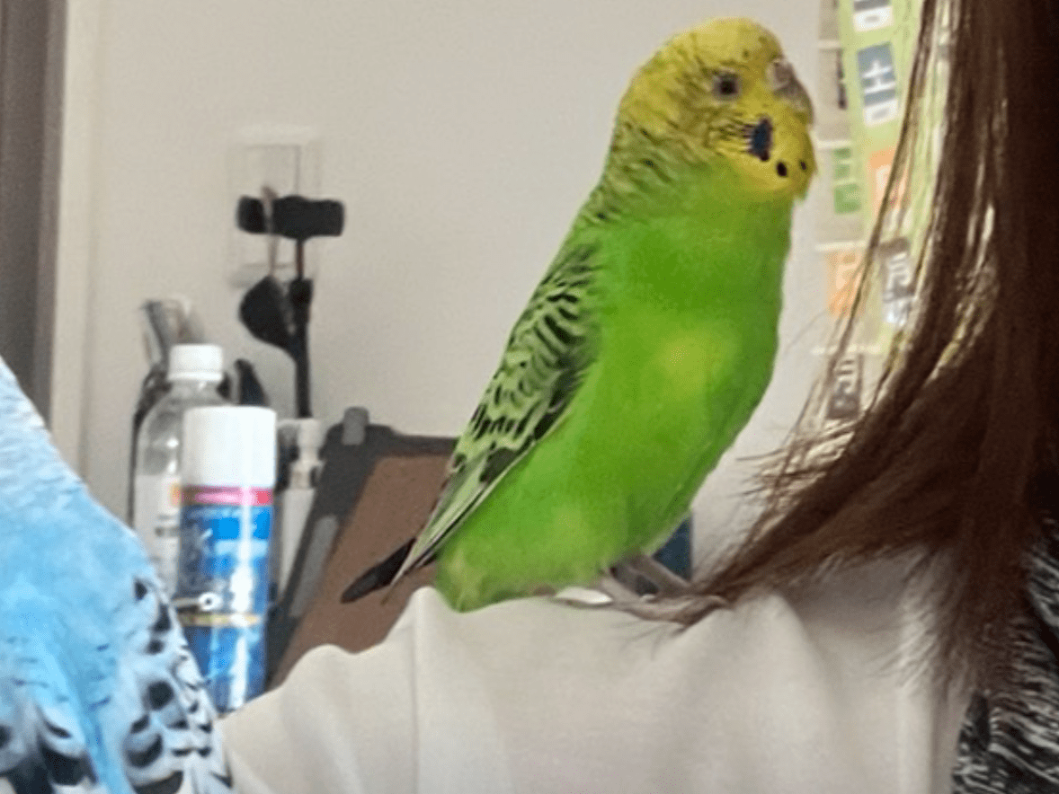 ピーコちゃん ピーコちゃん