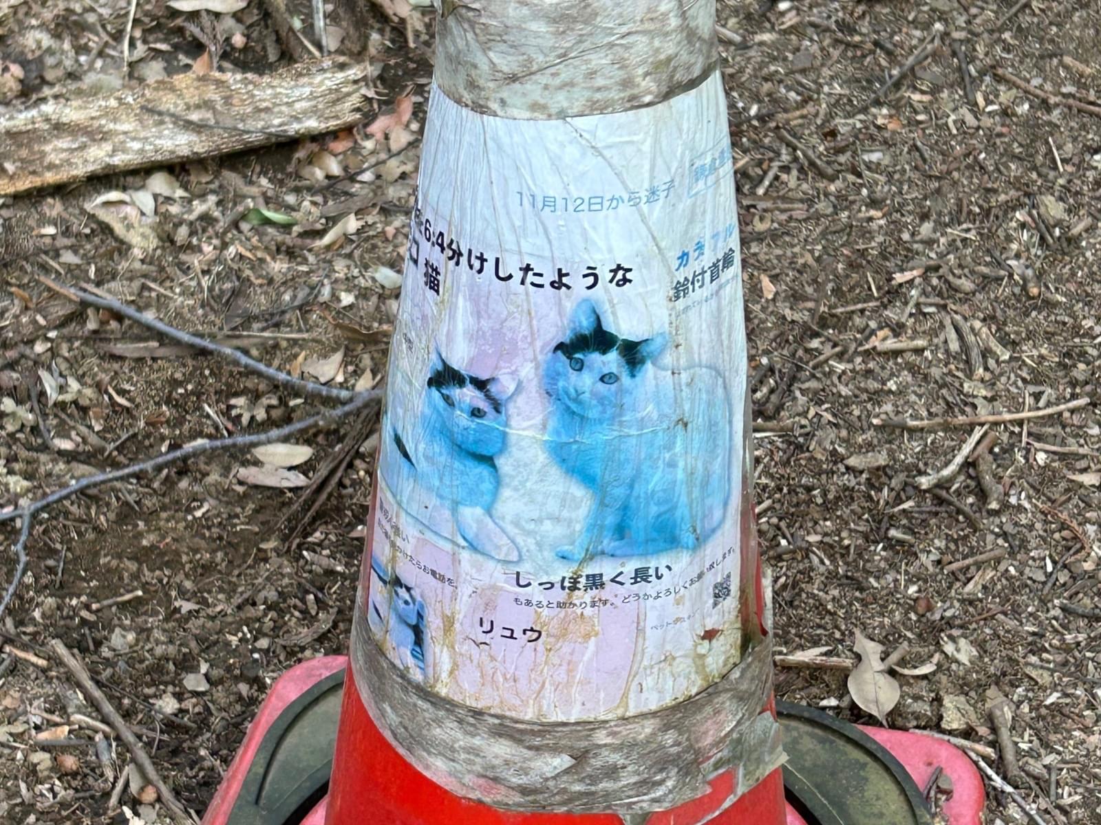 目撃された猫 目撃された猫