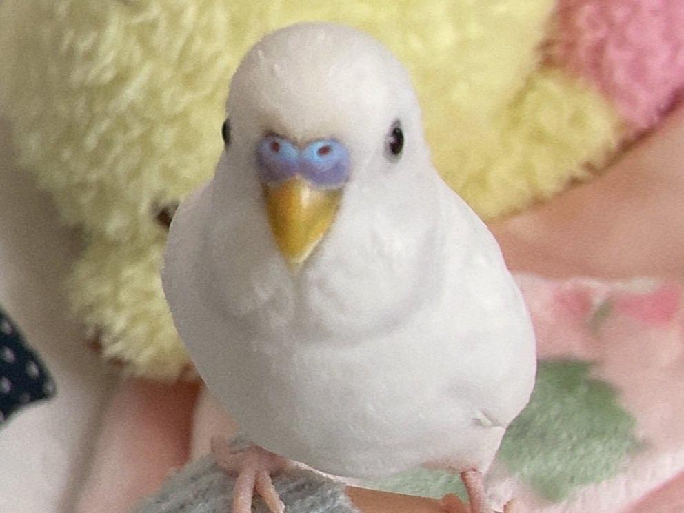 つきちゃん つきちゃん
