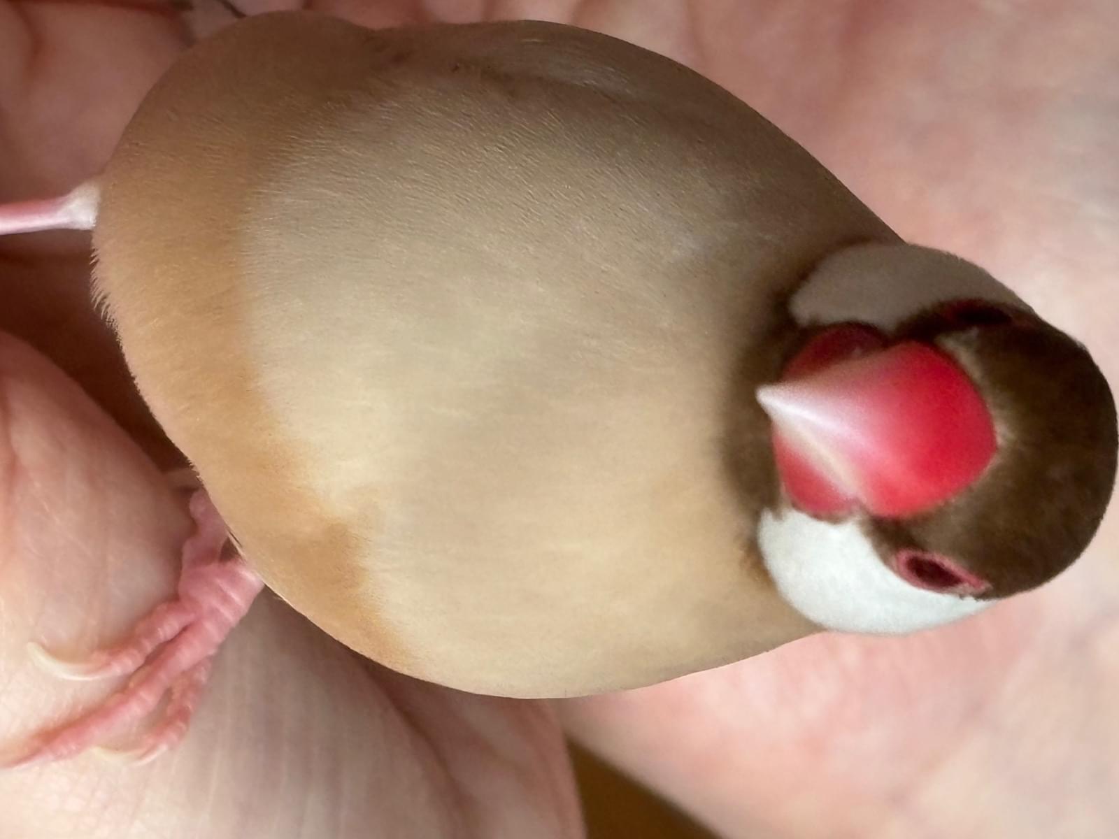 ぴーちゃん