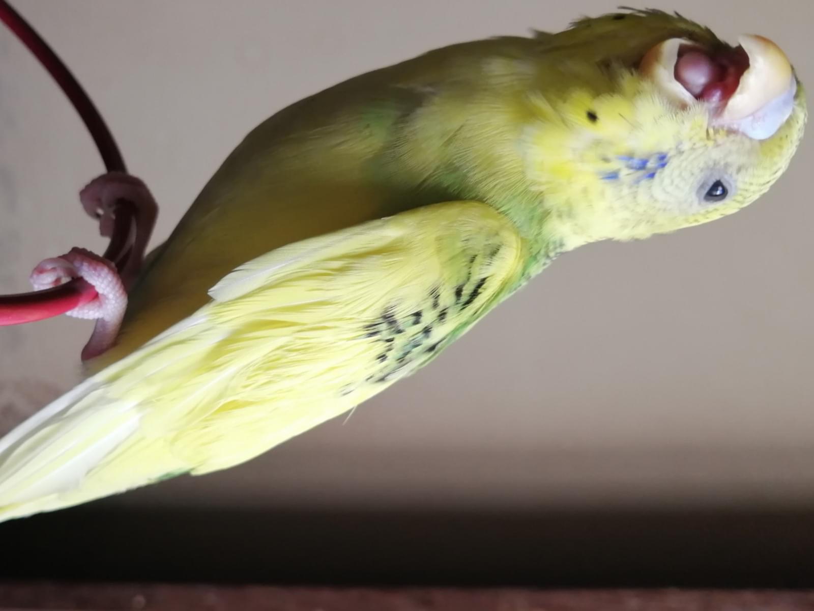 保護された鳥 保護された鳥