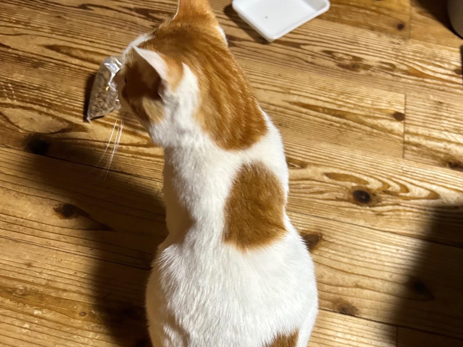 保護された猫 保護された猫