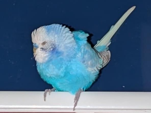 目撃された鳥 目撃された鳥
