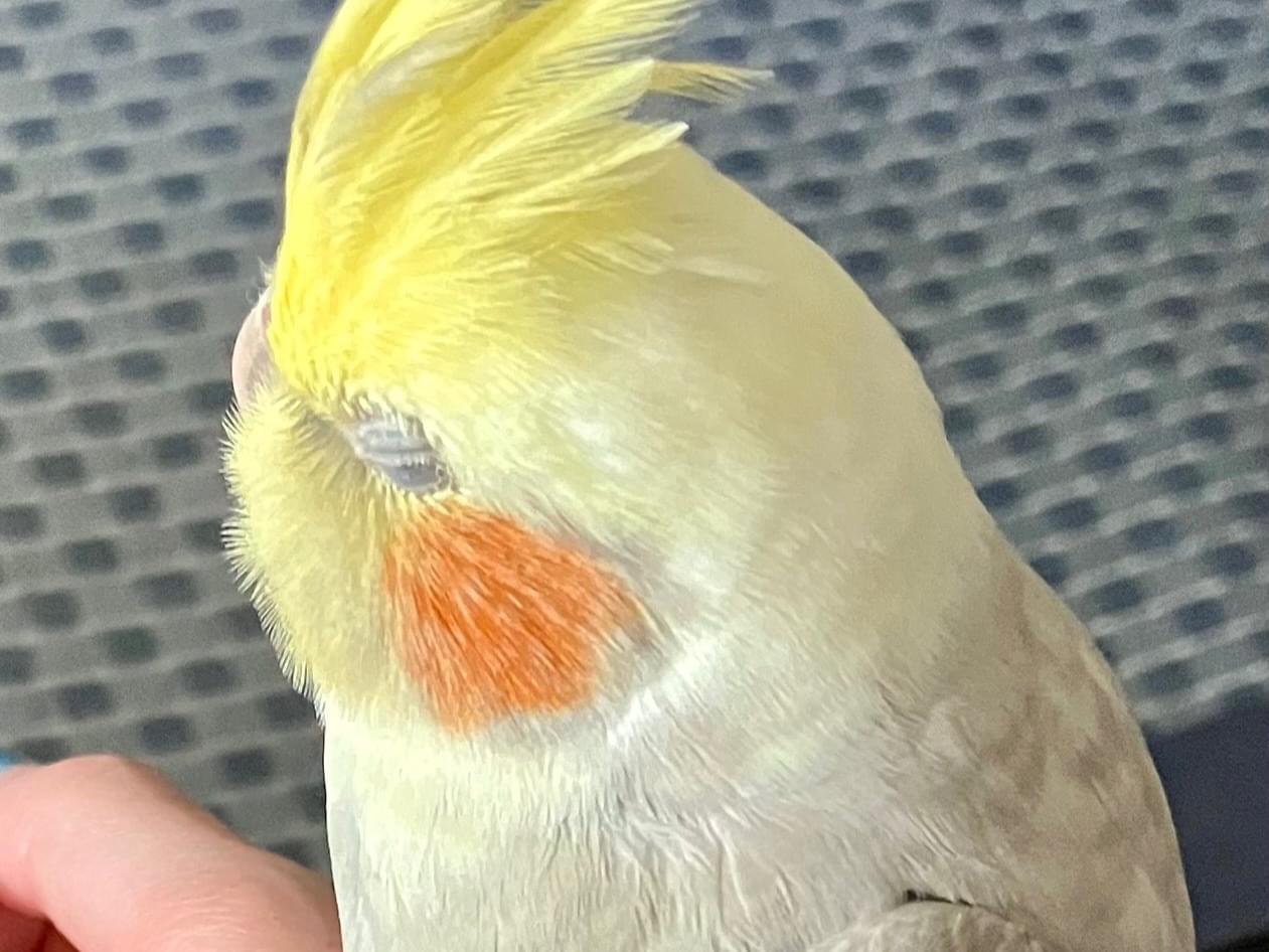ひまわりちゃん ひまわりちゃん