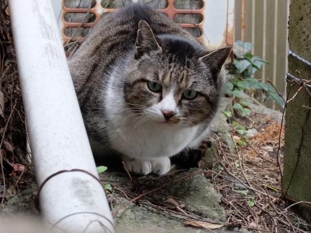 目撃された猫 目撃された猫