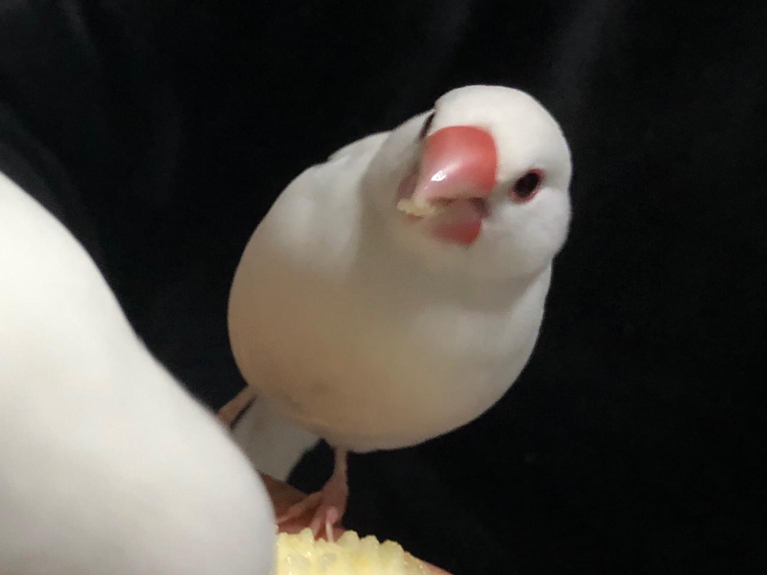 ももちゃん ももちゃん