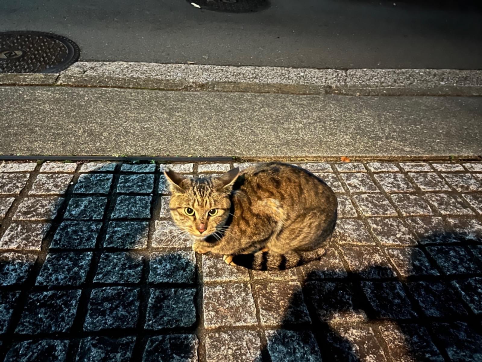 目撃された猫 目撃された猫