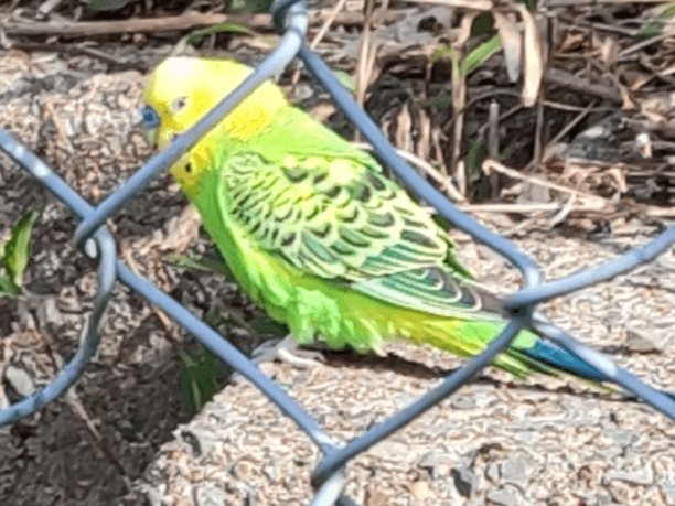 目撃された鳥 目撃された鳥