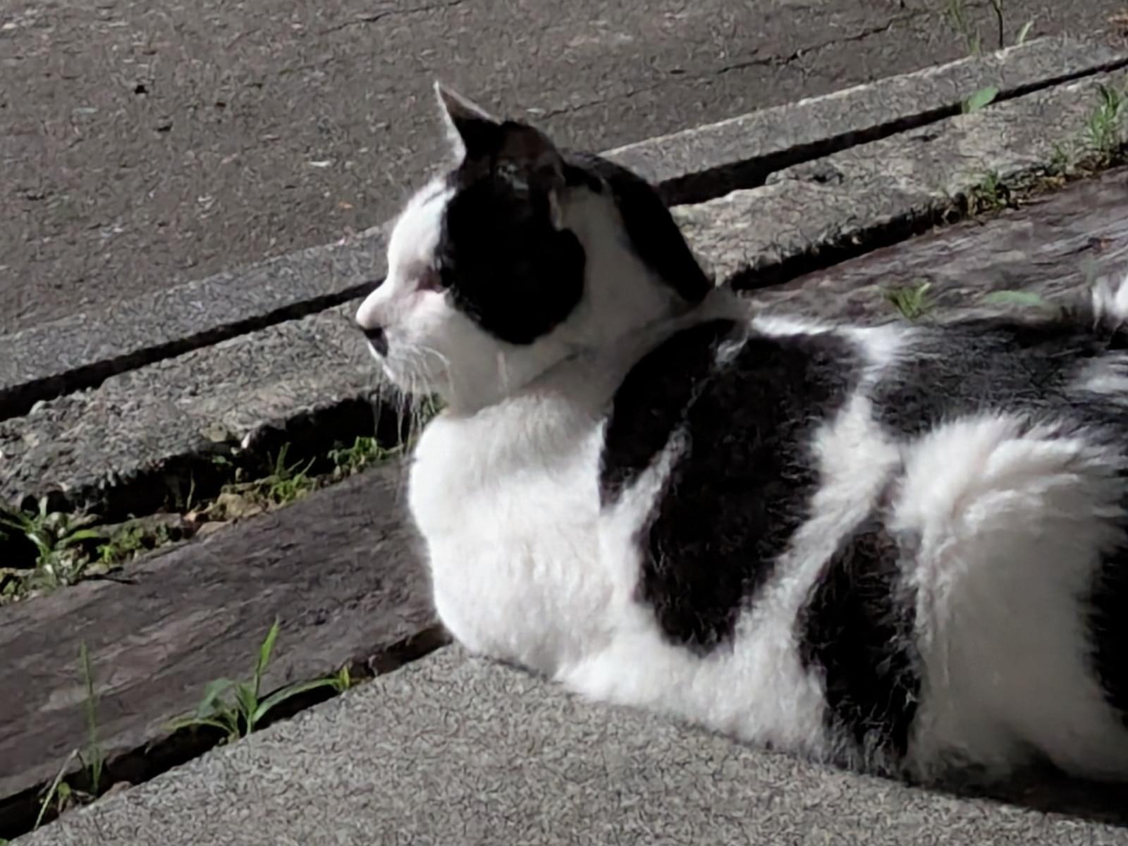 目撃された猫 目撃された猫
