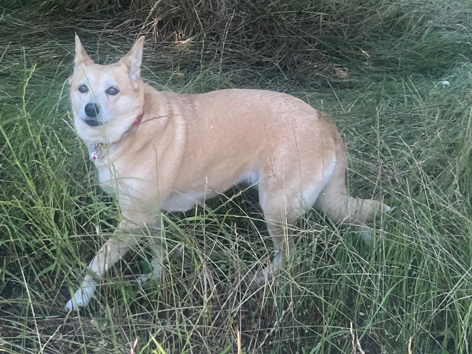 目撃された犬