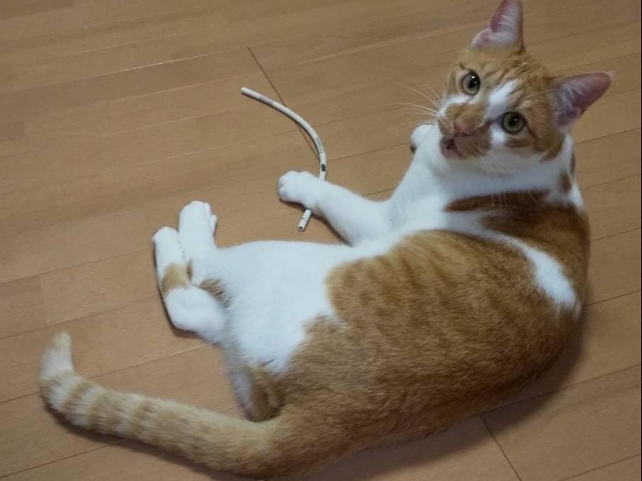 ラテちゃん ラテちゃん