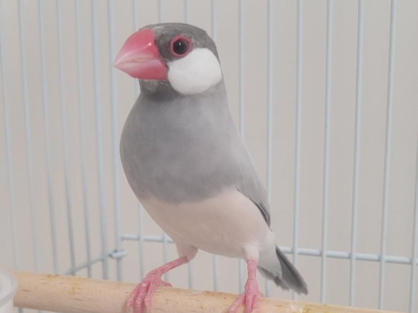 アルトちゃん アルトちゃん