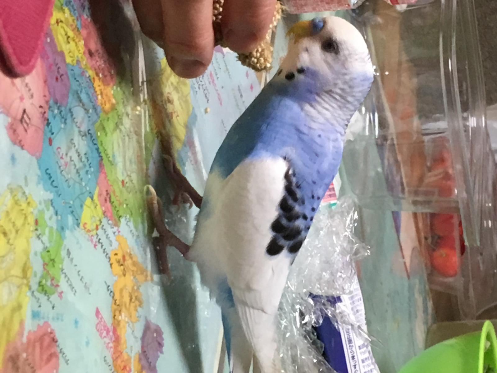 ぴぴちゃん ぴぴちゃん