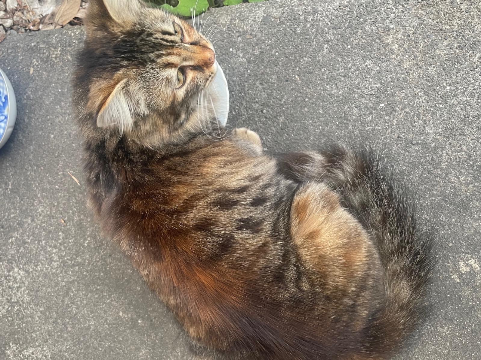 保護された猫 保護された猫