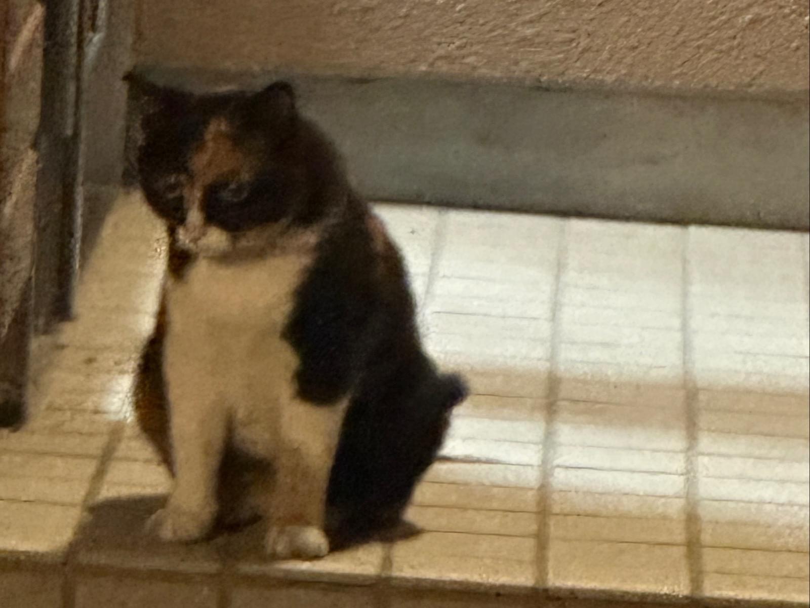 目撃された猫 目撃された猫