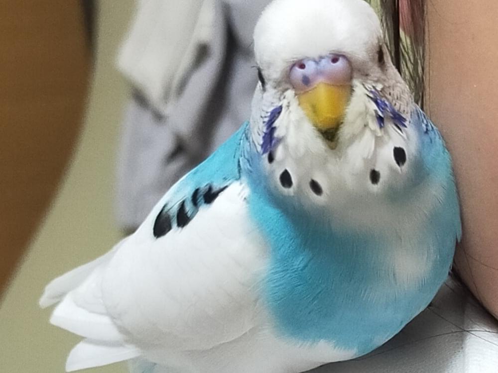 保護された鳥 保護された鳥