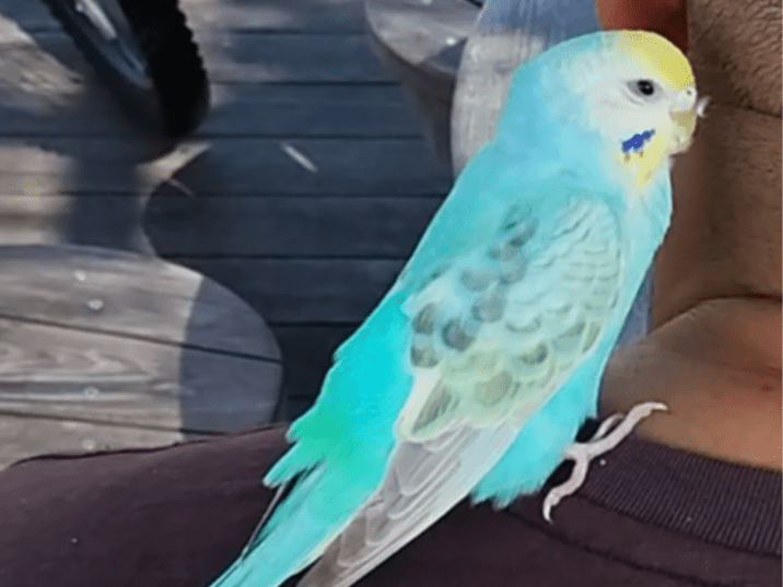 保護された鳥 保護された鳥
