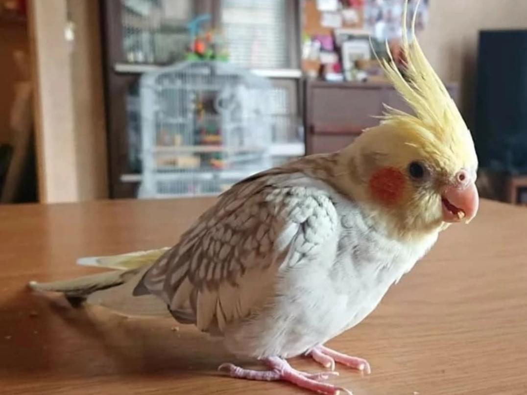 いずもちゃん いずもちゃん