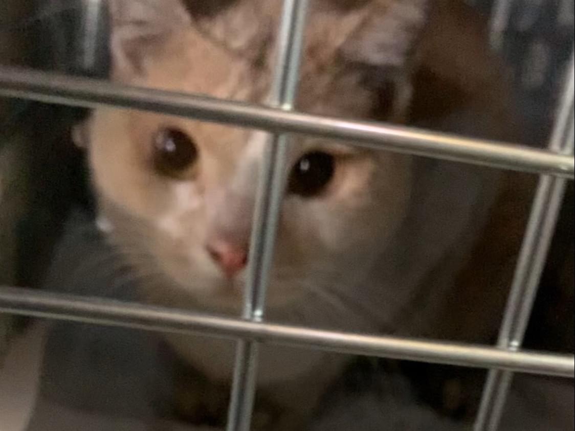 保護された猫 保護された猫