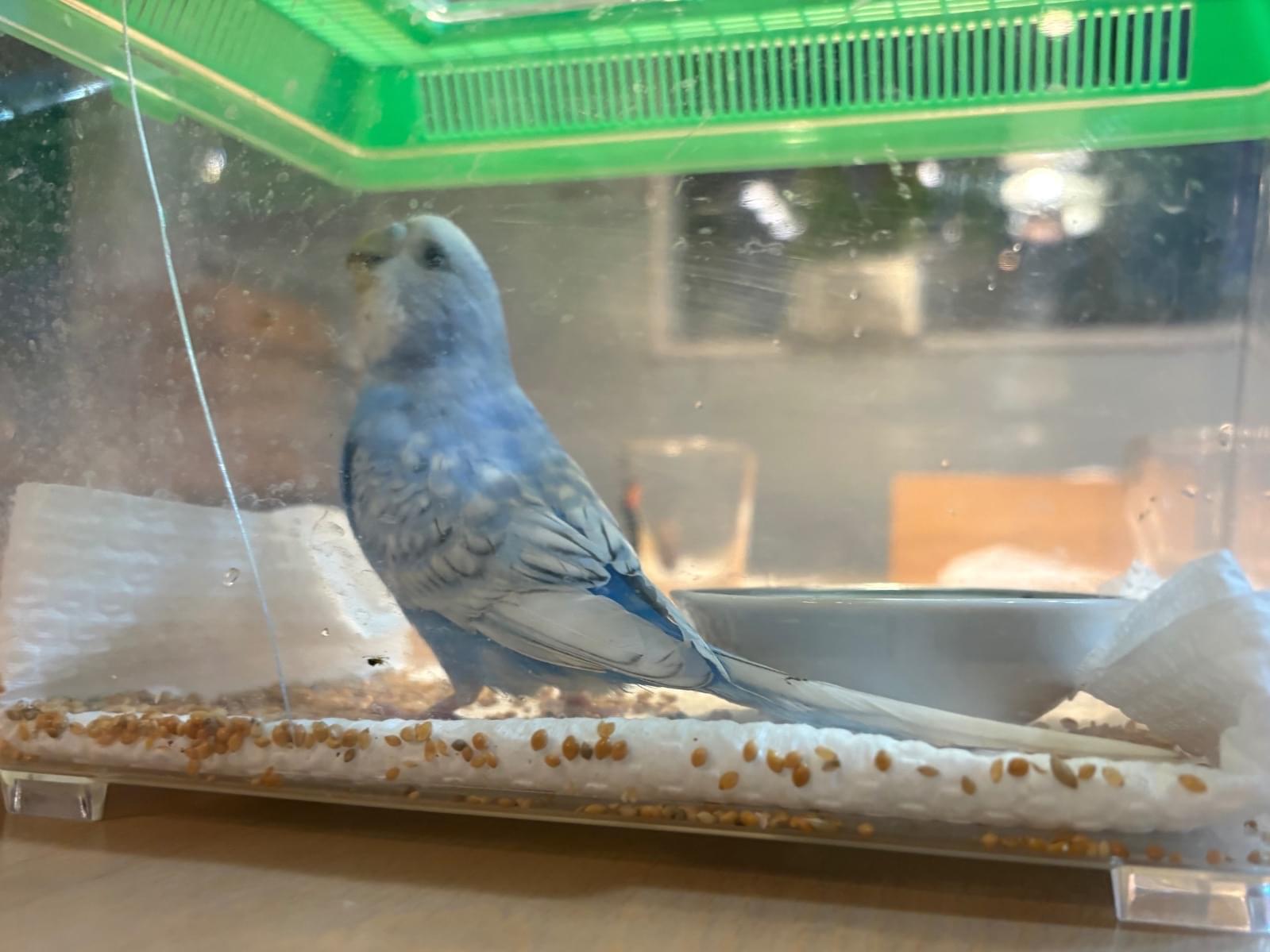 保護された鳥