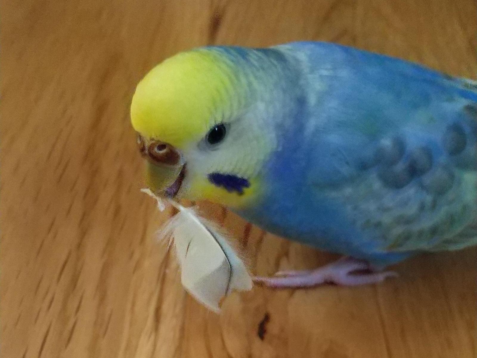 アオちゃん アオちゃん
