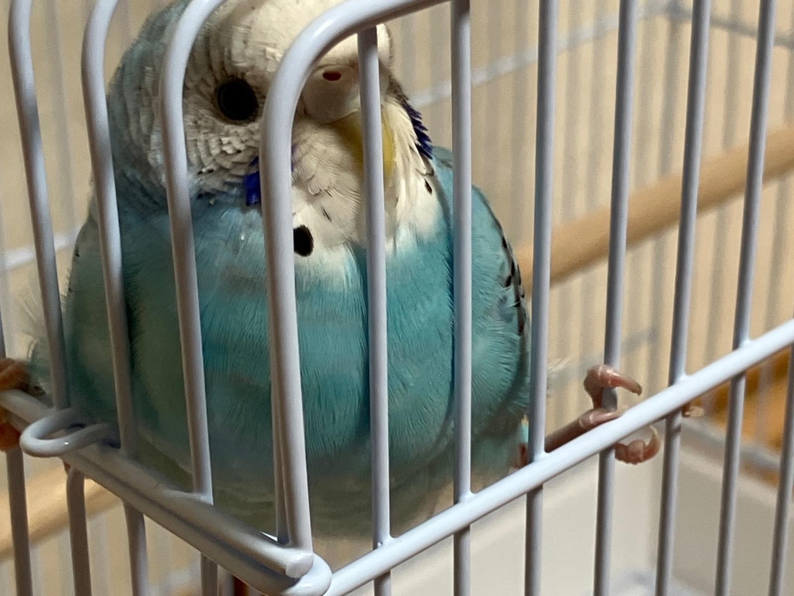 保護された鳥 保護された鳥