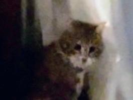 目撃された猫 目撃された猫