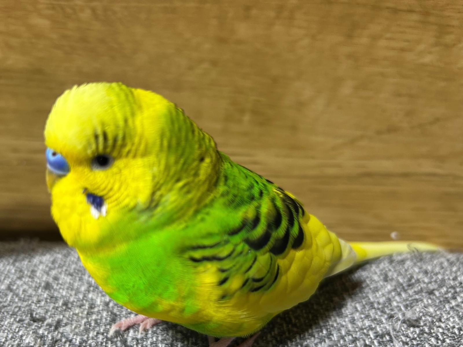 くりくんちゃん