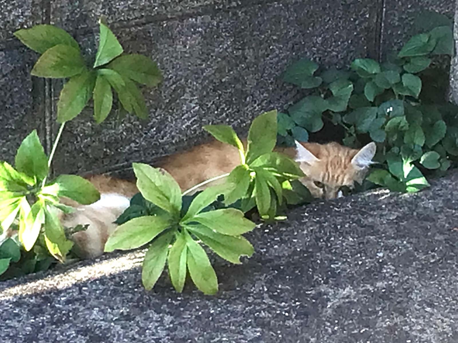 保護された猫 保護された猫