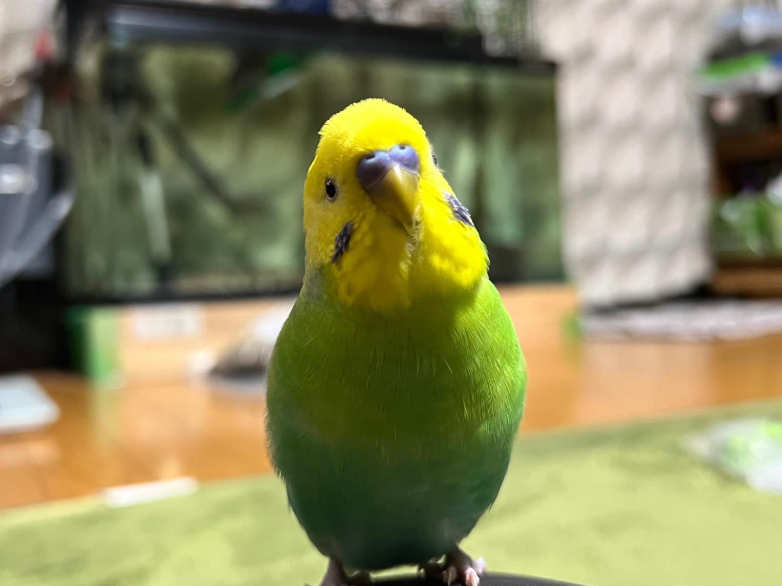 エメちゃん エメちゃん