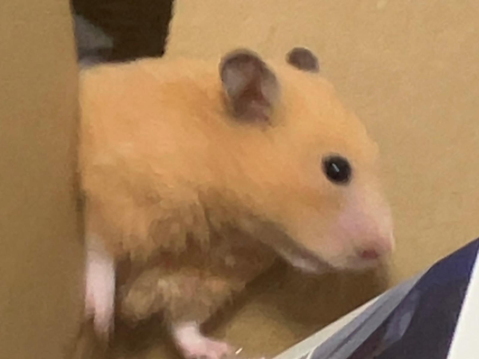 ちーちーちゃん ちーちーちゃん