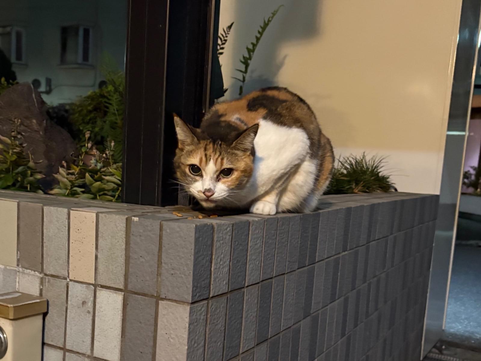 目撃された猫 目撃された猫