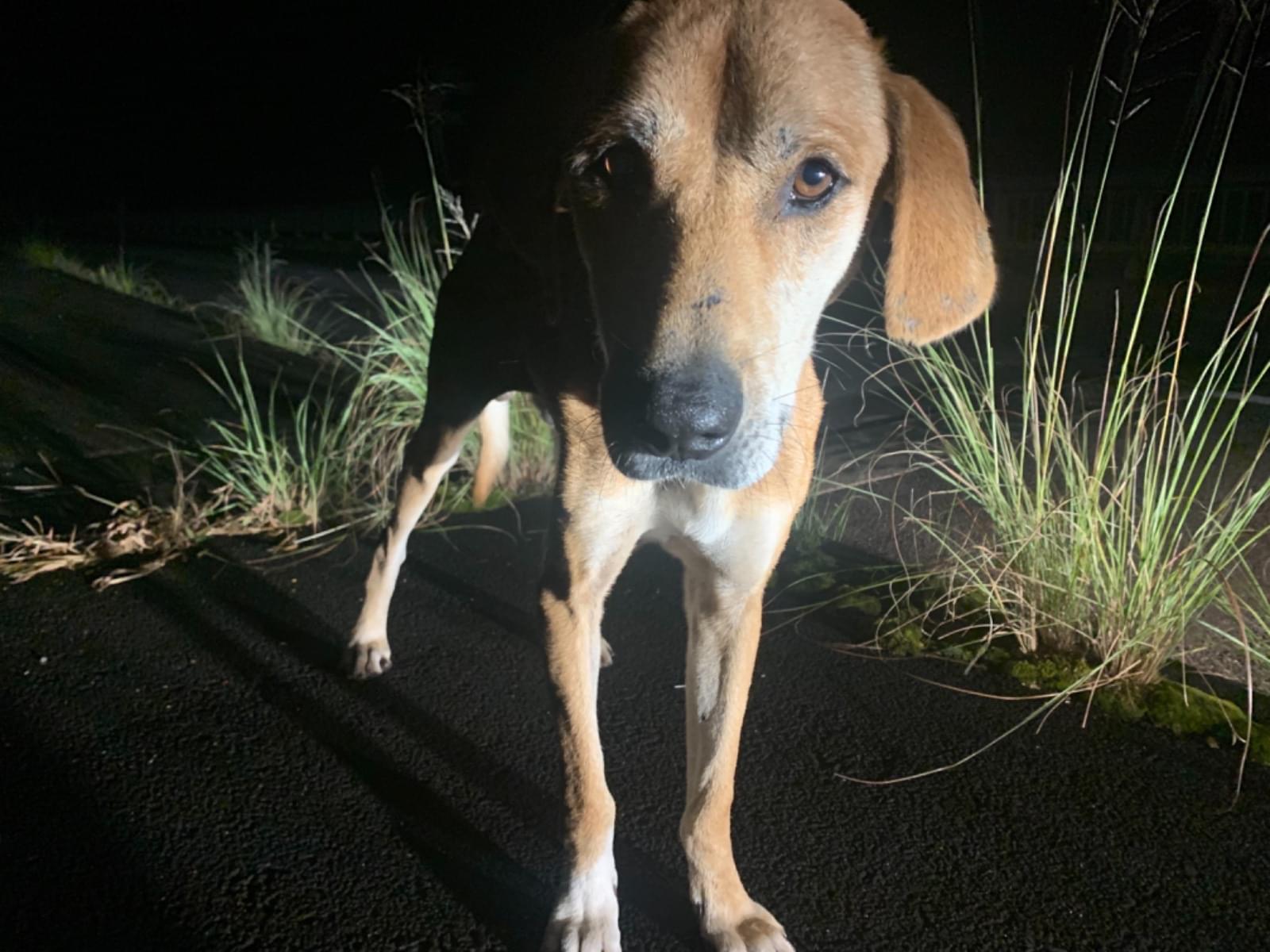保護された犬 保護された犬