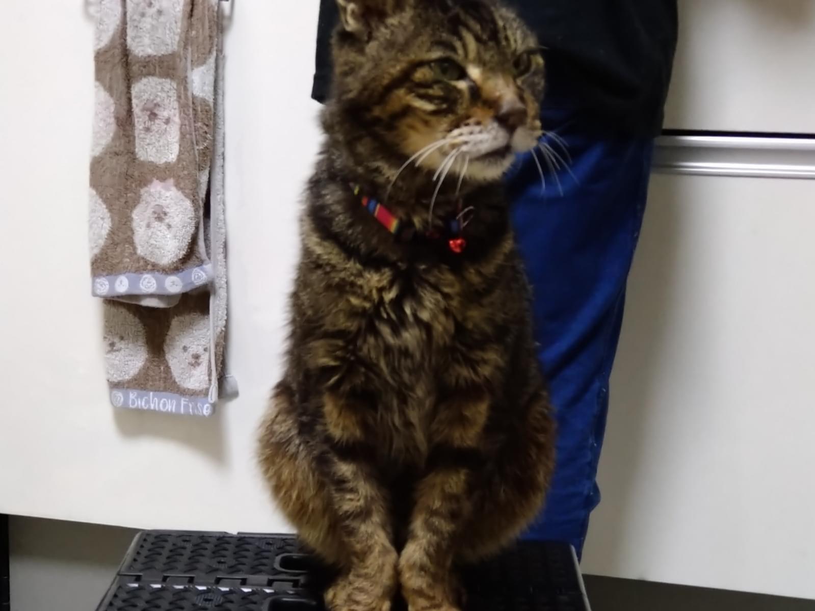 保護された猫 保護された猫