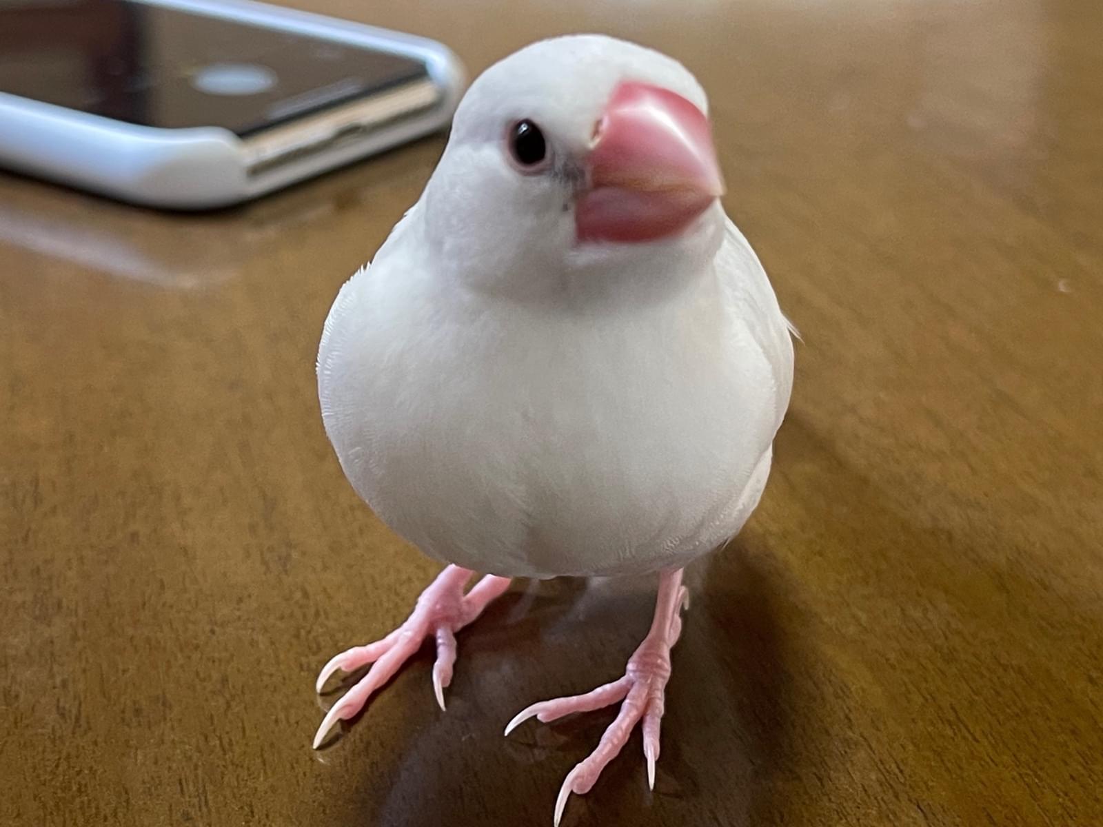 ぴーこちゃん ぴーこちゃん