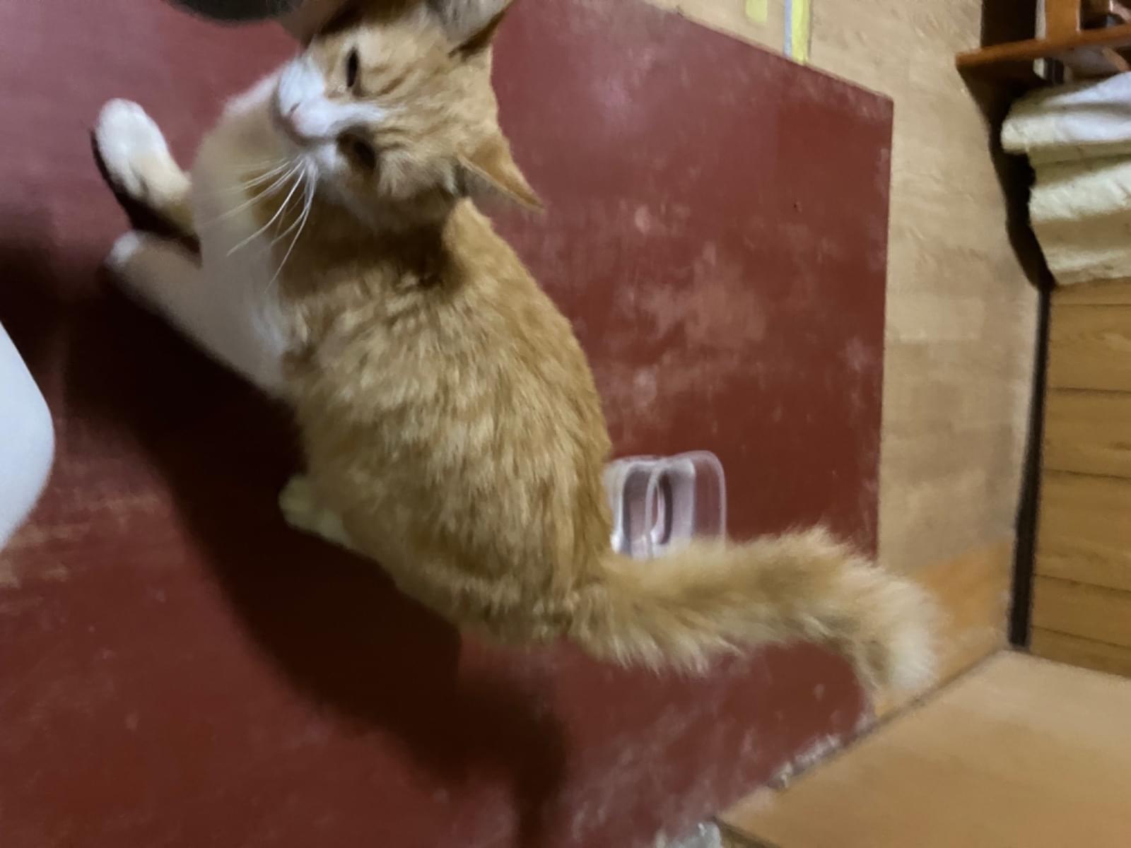 保護された猫 保護された猫