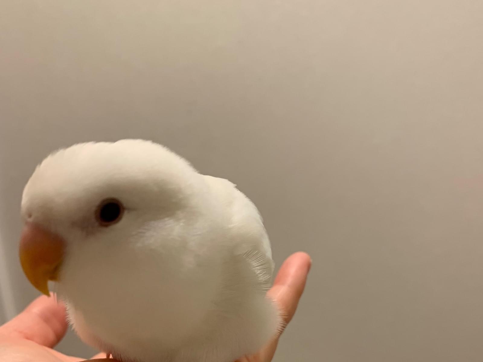 もっちゃん もっちゃん