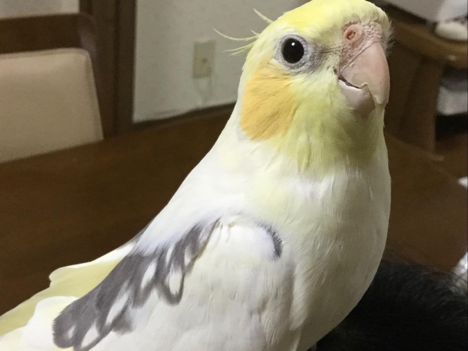 エルちゃん エルちゃん