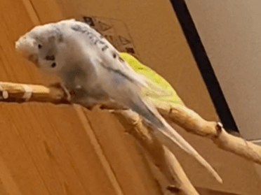 ユキちゃん