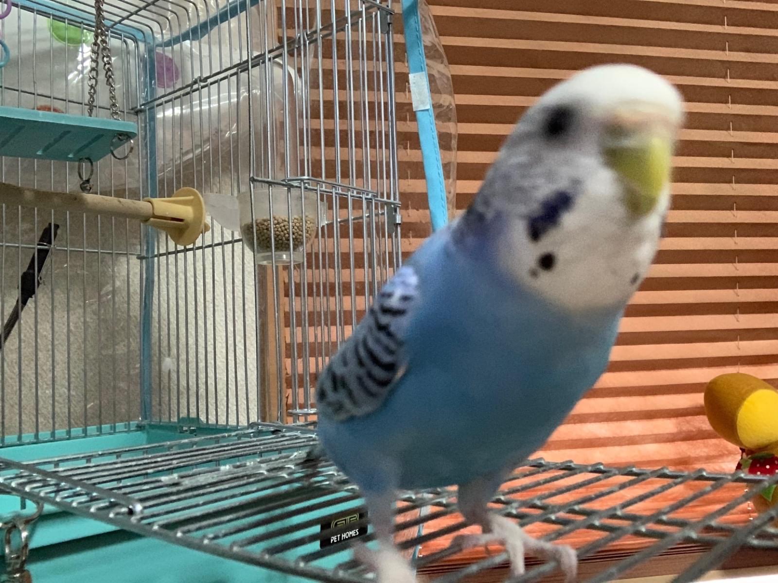 ふくちゃん ふくちゃん