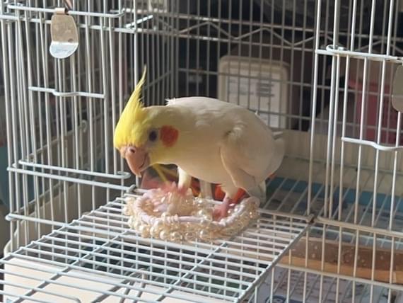 チキチキちゃん チキチキちゃん