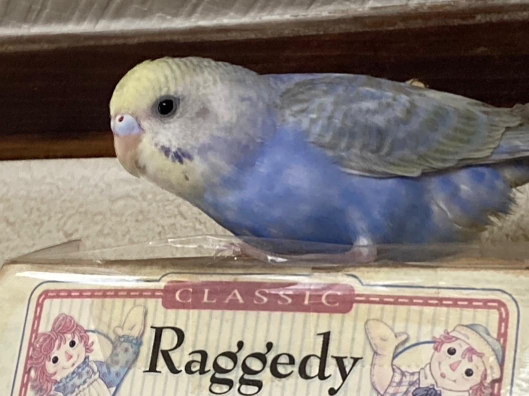 保護された鳥 保護された鳥