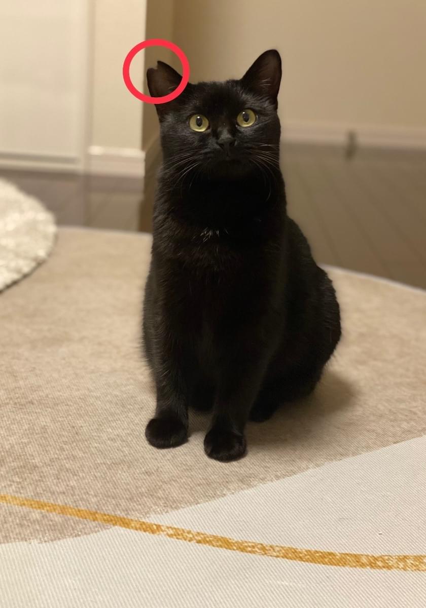 右耳カットの黒猫メス