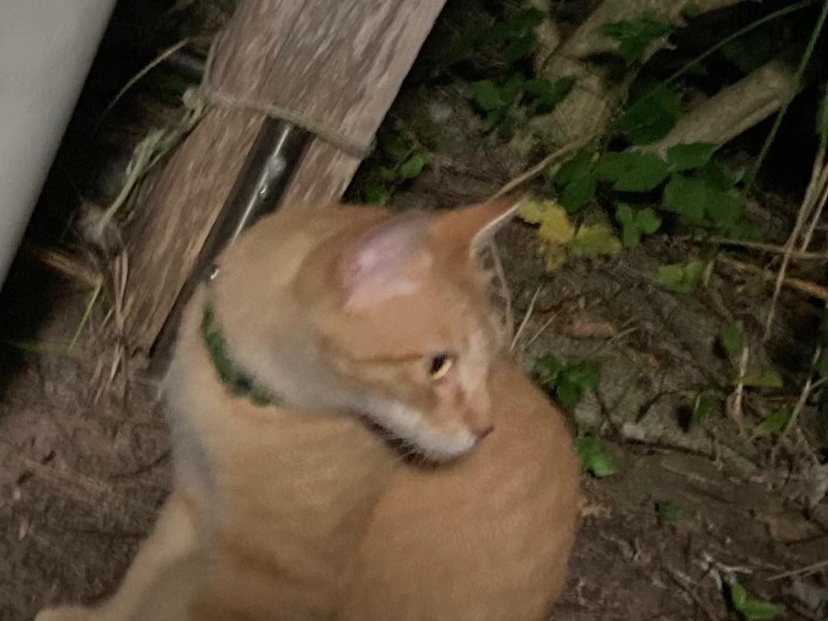 目撃された猫 目撃された猫