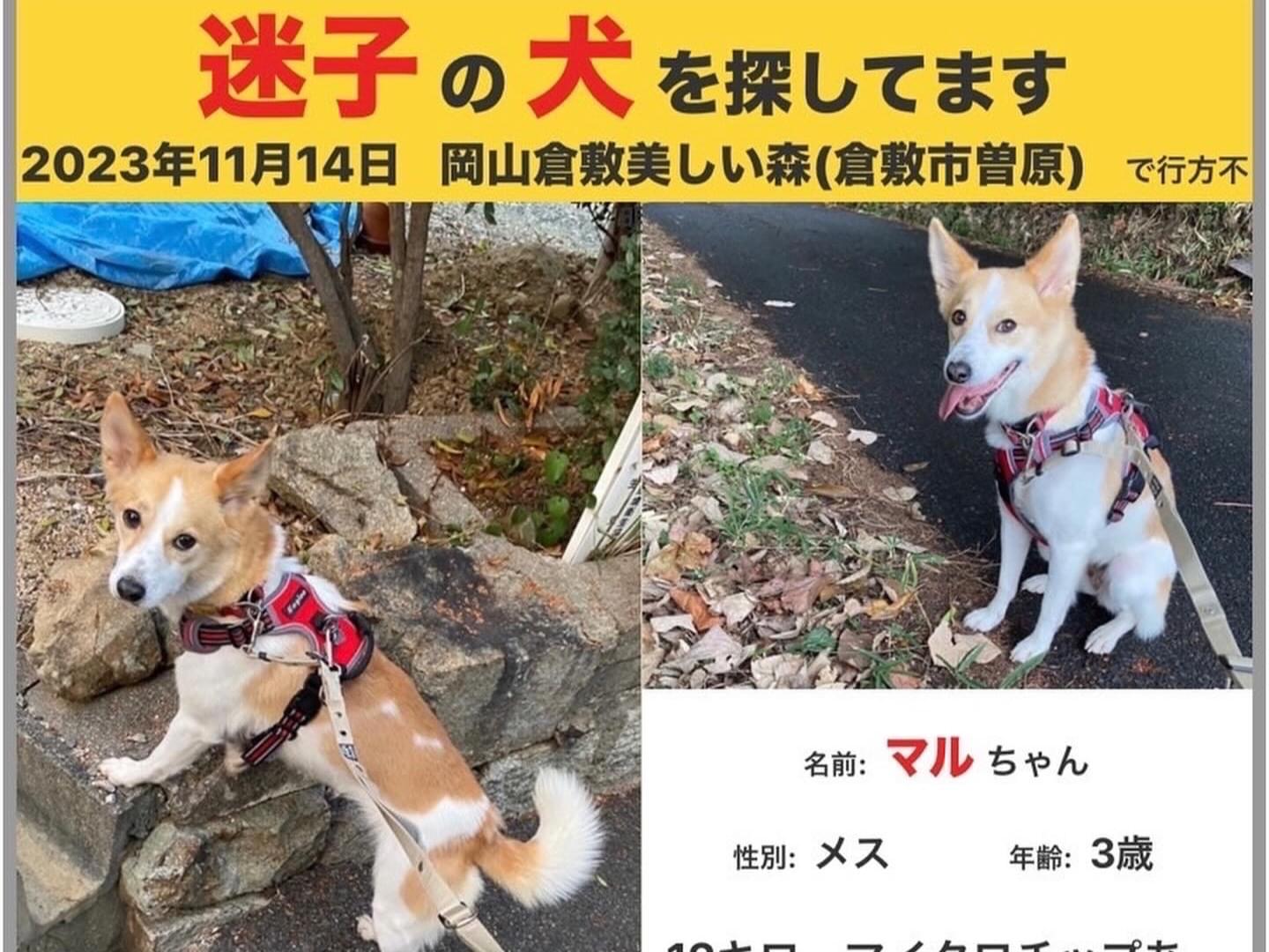 マルちゃん マルちゃん