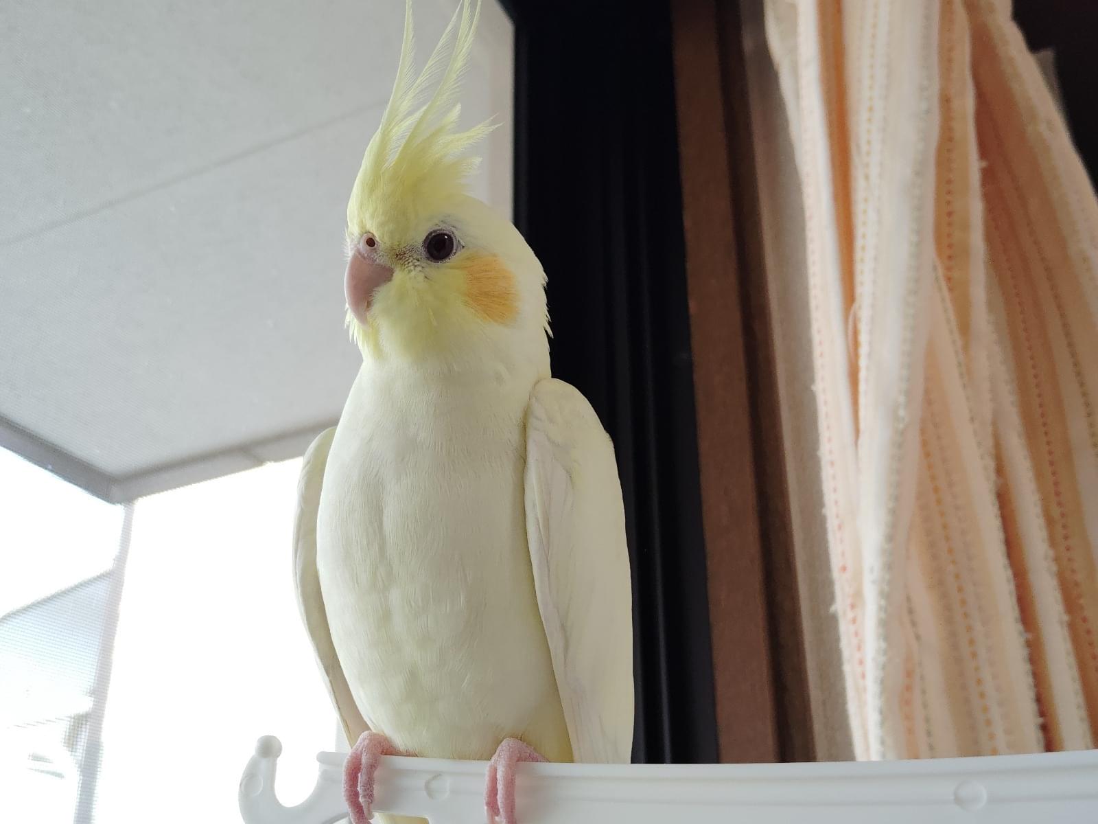 ぴよちゃん ぴよちゃん