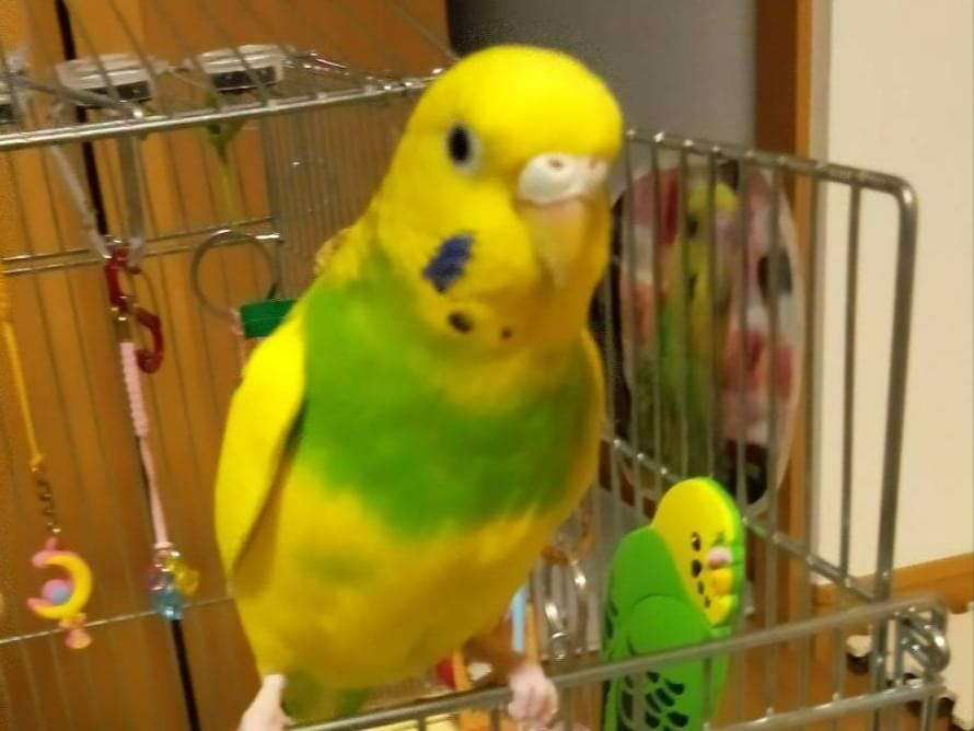 こいちゃん こいちゃん