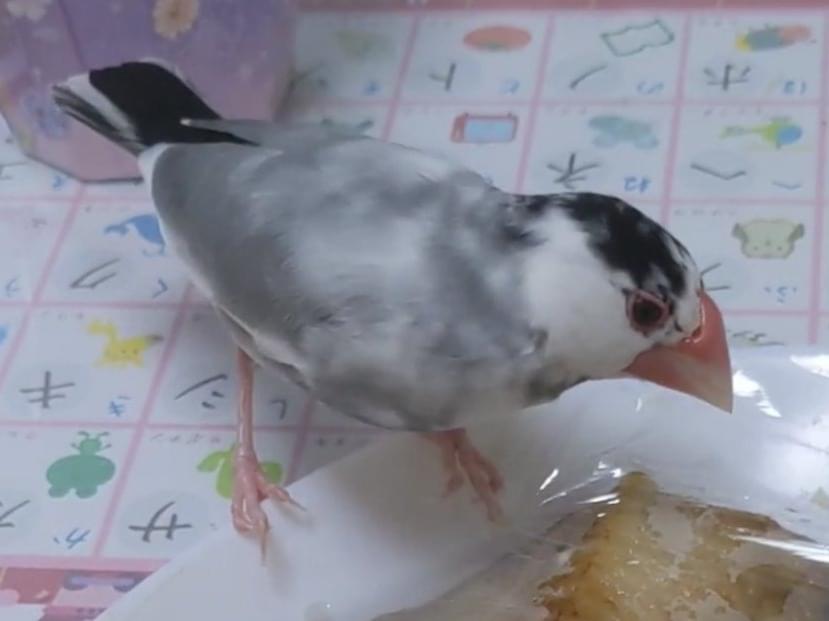ぶんたちゃん ぶんたちゃん